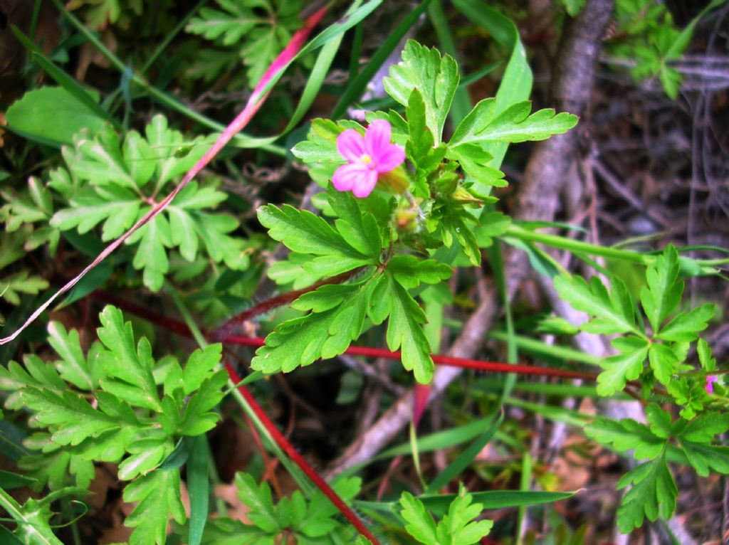 Geranium purpureum